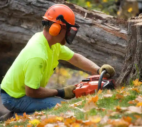 tree services Shadyside